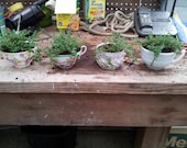 5 Beautiful Teacup planters with your choice of plant, flower or herb