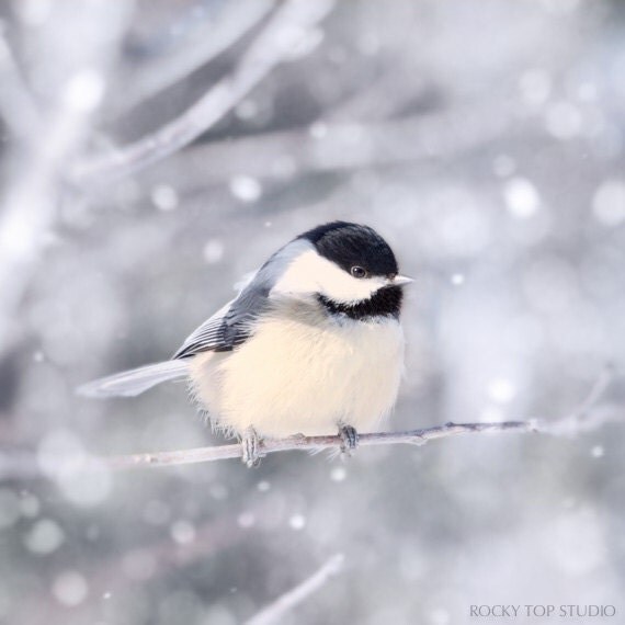 Bird in Snow Fine Art Print, Animal Photography Print, Bird Photography, Winter Art, Bird Photo, Nature Photography, Chickadee Bird Print