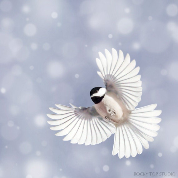 Winter Photography, Holiday Decor, Bird Photography, Animal Art Print, Bird in Flight, Peaceful Winter Wall Decor, Holiday Art, Winter Art