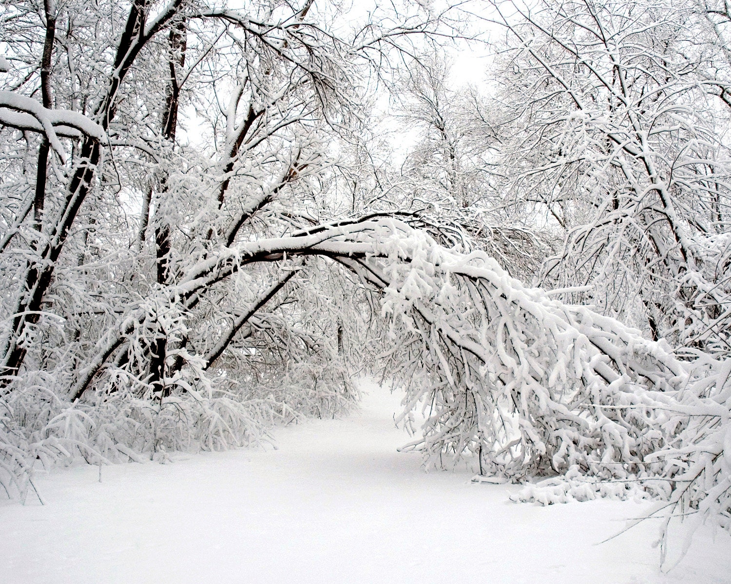 Minnesota winter landscape photography. Monochromatic. Black and white. Snow covered tree. 8x10 print