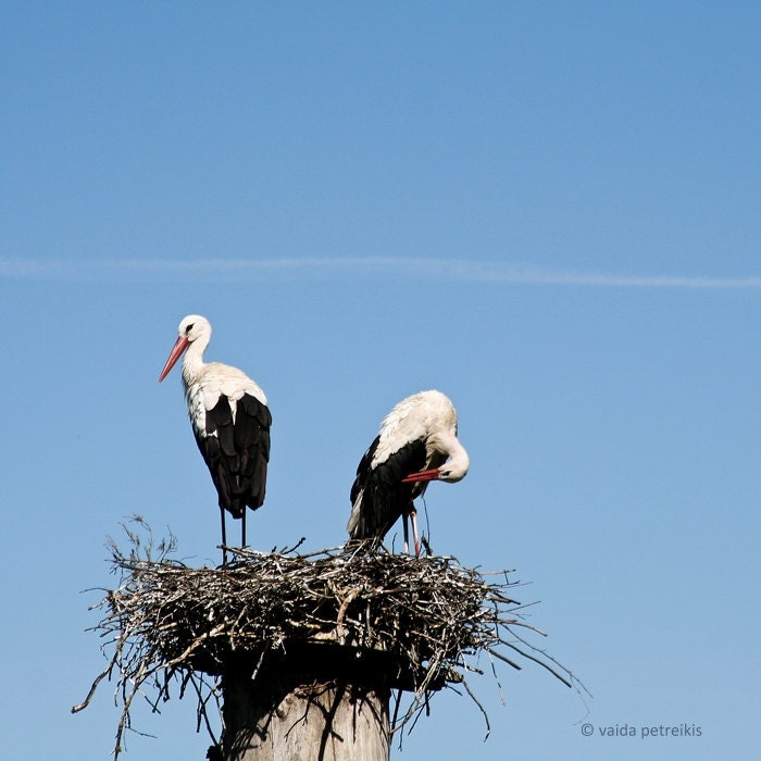 Togetherness - 6x6 Fine Art Photography Print - a signed photo of two birds - storks in their nest with blue sky  - limited edition