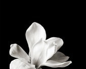 Botanical Black and White No. 88244