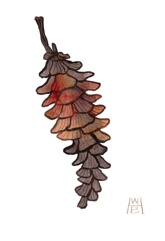 pine cone no. 3 conifer original watercolor painting