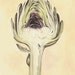 Artichoke II Botanical Print - Vintage Look Kitchen Art 8x10 - Kitchen Art