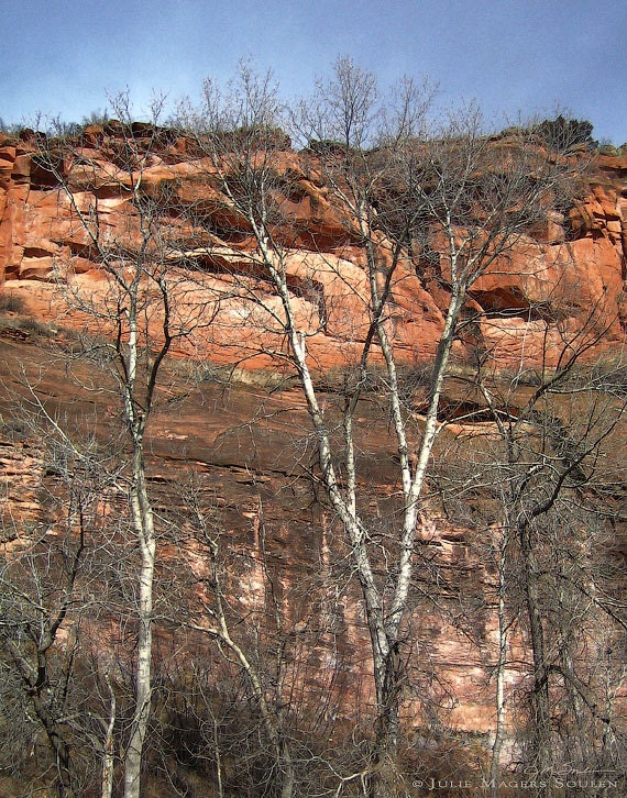 Bare Tree Nature Photography -Colorado Rockies -Red Cliff -Mountain Landscape -Home Decor Art -8x10 Colorado Fine Art Photograph