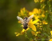 Large Canvas Photograph P...