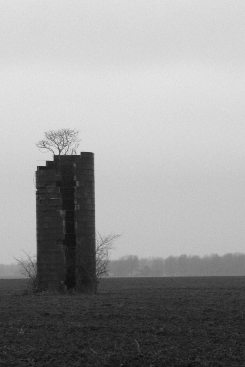 Looks Ancient 4x6 Metallic Print