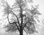 Winter Catalpa 4x6 Metallic Print