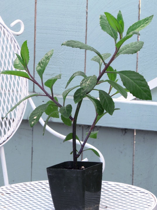 Large Plant for Diabetes and High-Cholesterol ( Gynura Procumbens )