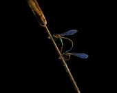 Damselflies Mating - museum provenance lifelike lampwork glass sculpture