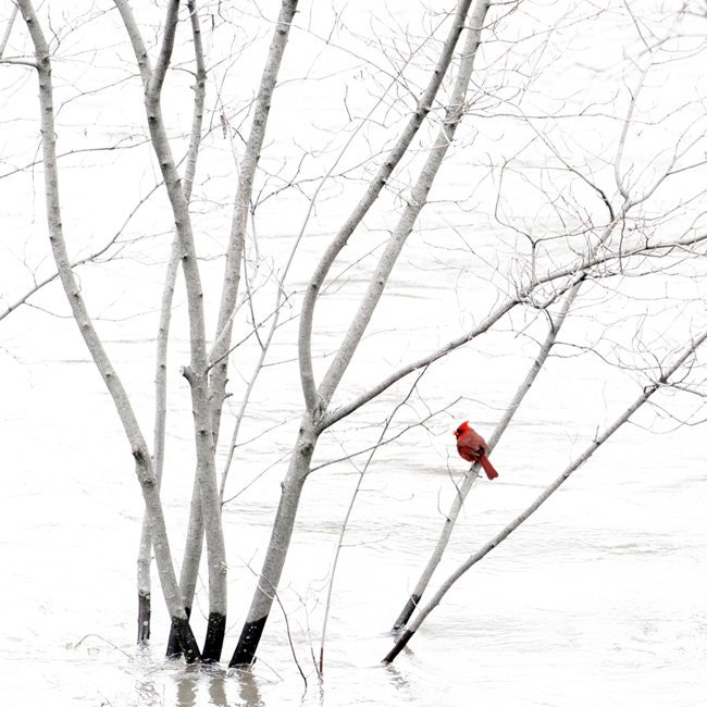 Nature Photography Print, Red Cardinal, Minimalist Home Decor, 8x8 Crimson, White, Dreamy Nature Photo - TheShutterbugEye