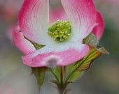 Flower Photo of a Dogwood Tree titled Pirouette -- 8x10 on Fine Art Paper