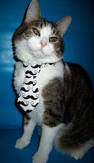 Moustache Cat Necktie on Breakaway Collar