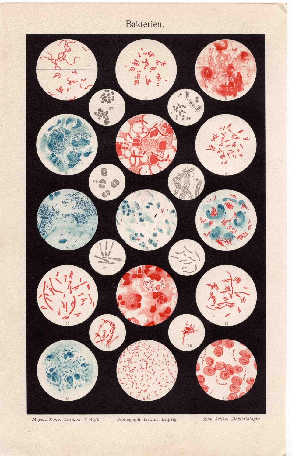 1894 bacteria germs medical original antique science print