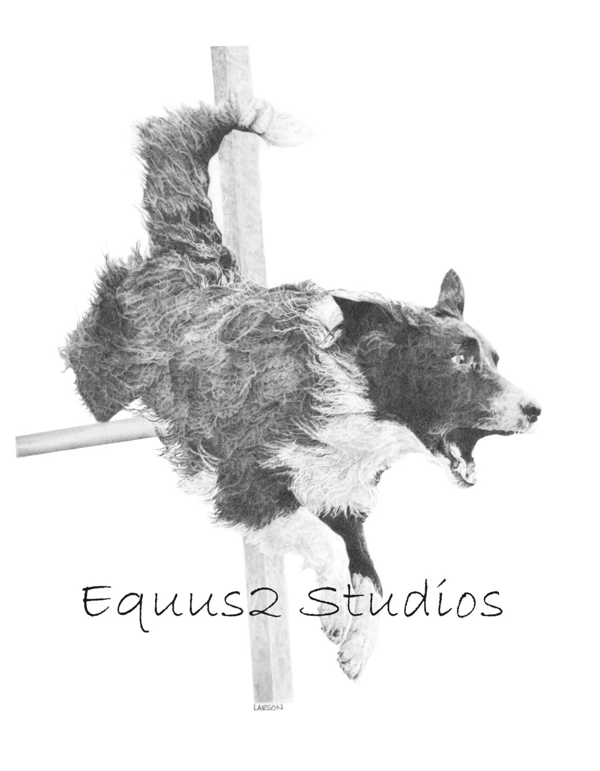 Border Collie Art, Agility Dog Portrait, 12 x 10" Open Edition Print of Pencil Drawing, Canine Artwork