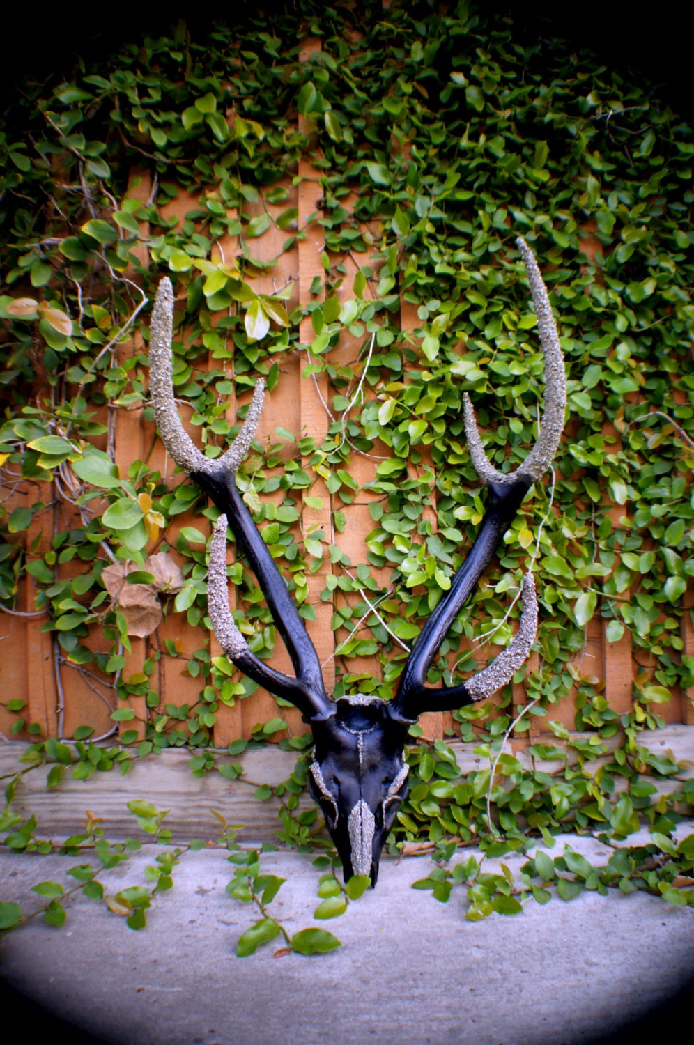Sika Deer Skull // Oden // Pyrite Embellished Taxidermy