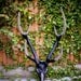 Sika Deer Skull // Oden // Pyrite Embellished Taxidermy