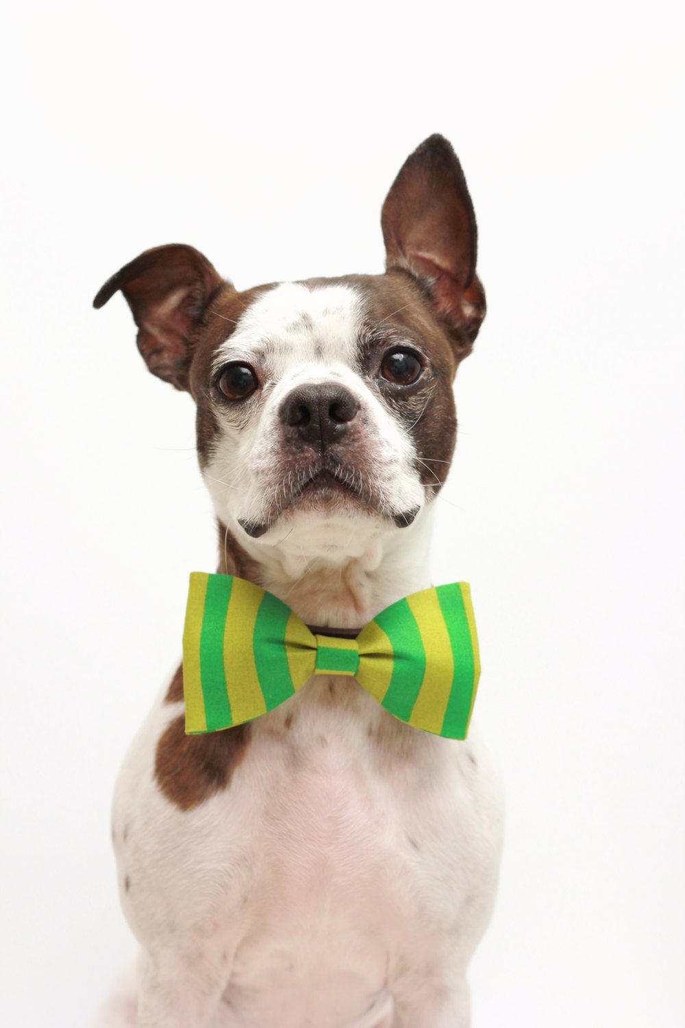 Dog Bow Tie - Whimsical Green Stripe Dr Seuss - Dog Collar Accessories
