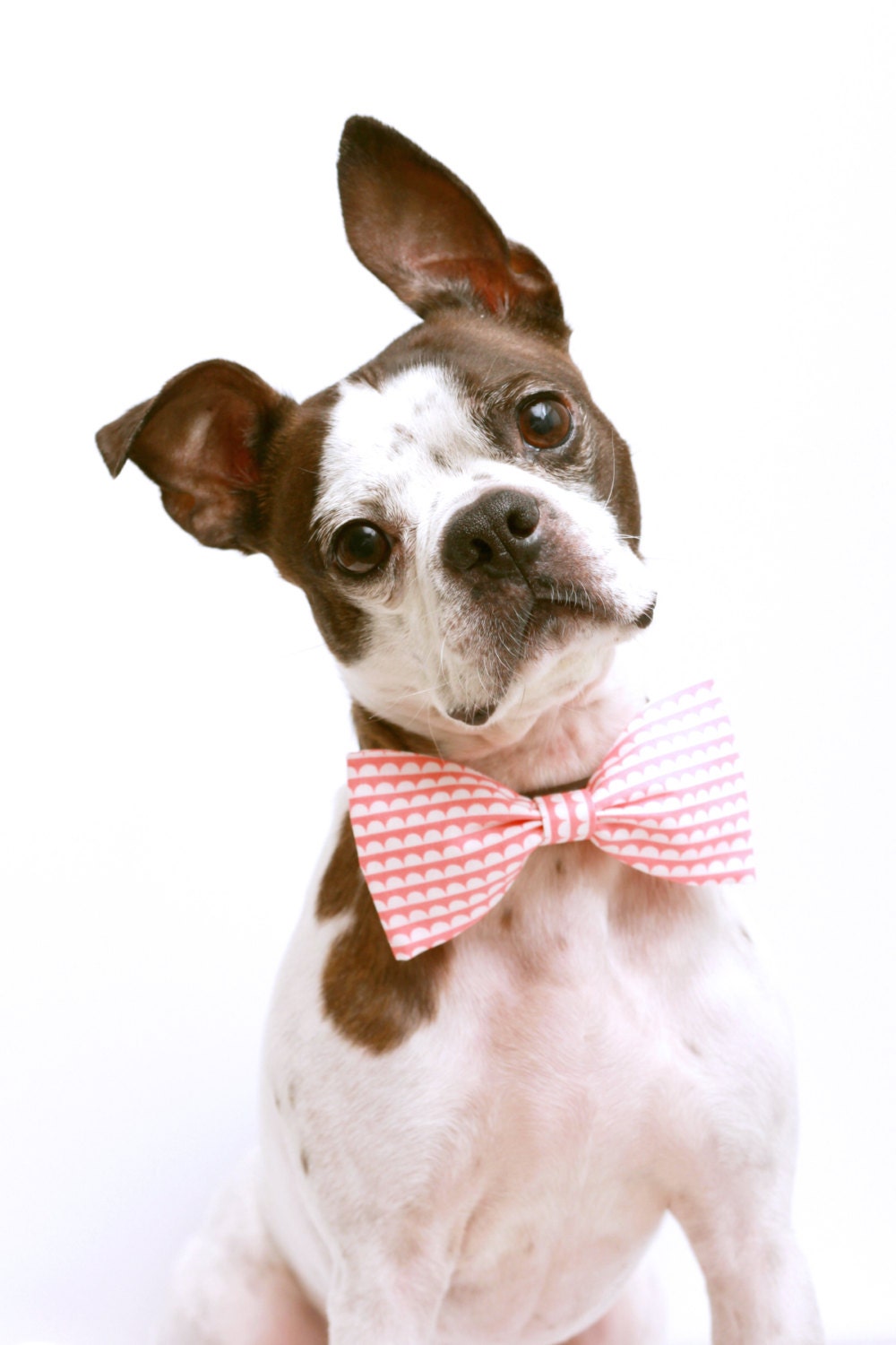 Pink Scallop Dog Bow Tie - Dog Collar Accessories