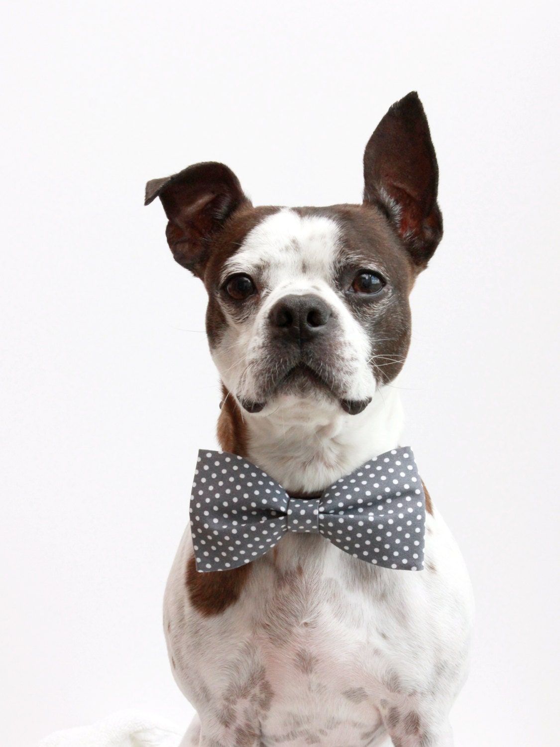 Charcoal Grey Polka Dot Dog Bow Tie - Wedding Accessories For Dogs