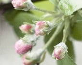apple blossom in rain photography, 11x14 nature photography, spring garden art, pink, green, gray, pastel, soft vibrant, flower wall decor