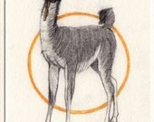 original little drawing. 'Otis'