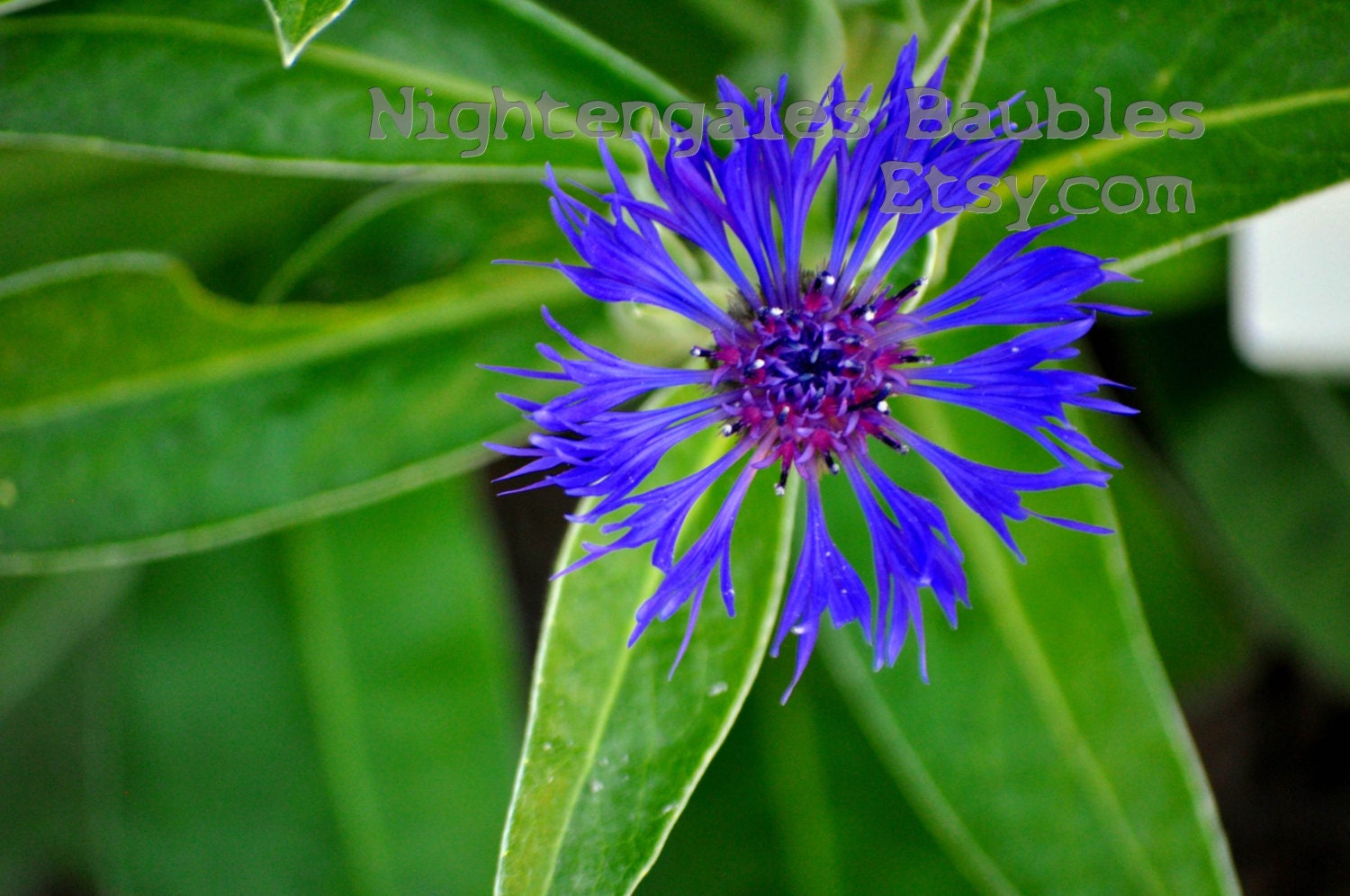 Exotic Blue Flower 8x10 Fine Art Photographic Print