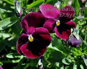 Maroon Pansies 8x10 Fine Art Photographic Print