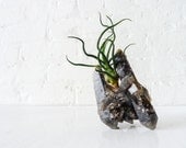 Air Plant Garden on Smokey Black Quartz Citrine Crystal Towers- Bulbosa