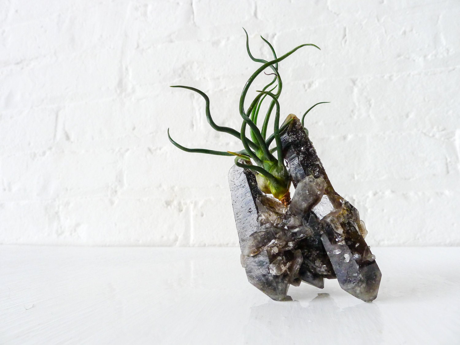 Air Plant Garden on Smokey Black Quartz Citrine Crystal Towers- Bulbosa