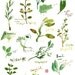 Herb print, Watercolor Kitchen decor, Botanical poster, food art, Green, 8X10 illustration