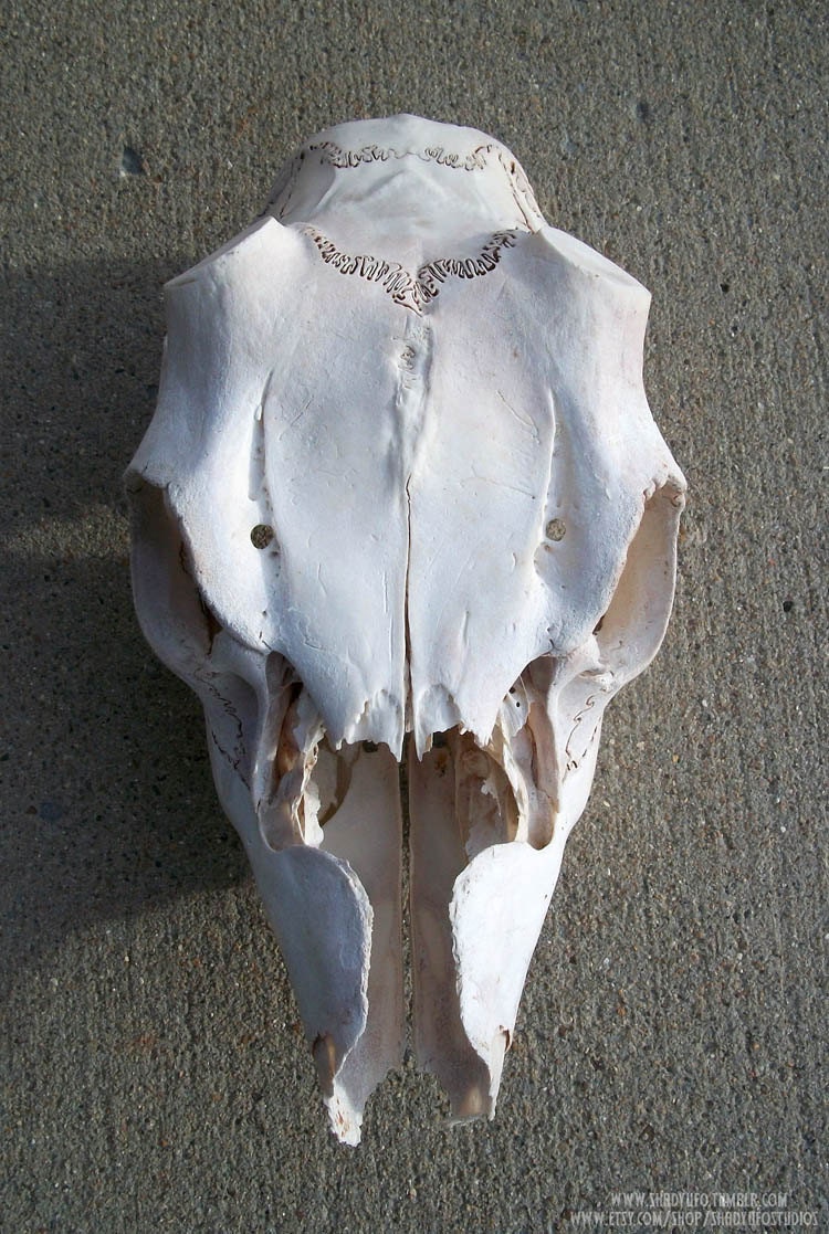 Pathological Craft Grade Buck Deer Skull