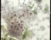 Flower Photography Pink White Wall Art Nature Photography Pink Blossoming Tree Pale Pink Decor Vintage TTV  8x8 Photograph