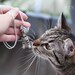 Custom cat portrait pendant with sterling silver chain - ceramic cat  - custom pet pendant necklacemade to order spring gift Etsy UK