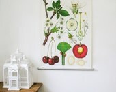 Vintage White Botanical Chart, Cherry Tree,  Botanical Wall Hanging