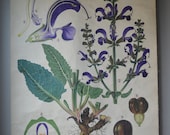 Antique Botanical Chart