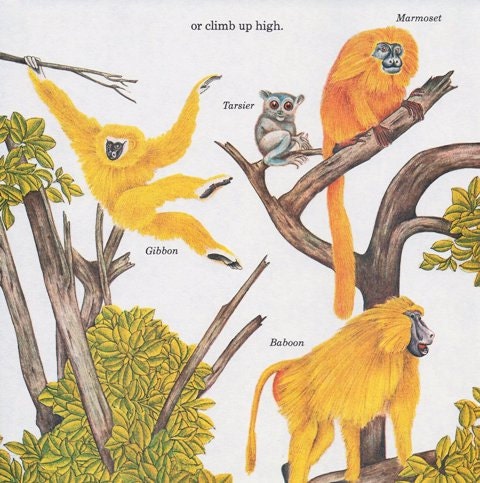 Vintage Print - Animals, Baby Decor, Nursery, Jungle Art, Monkeys, Bat