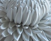 No.7.2 dahlia