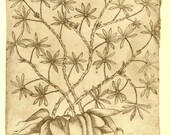 Cassava Botanical Sketch Drawing Manihot esculenta Maranhao Brazil Frei Cristovao