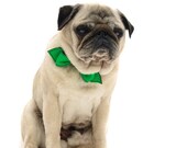 Country Club Martini Bowtie Dog Collar