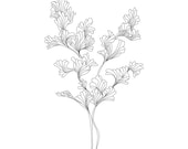 Parsley Print