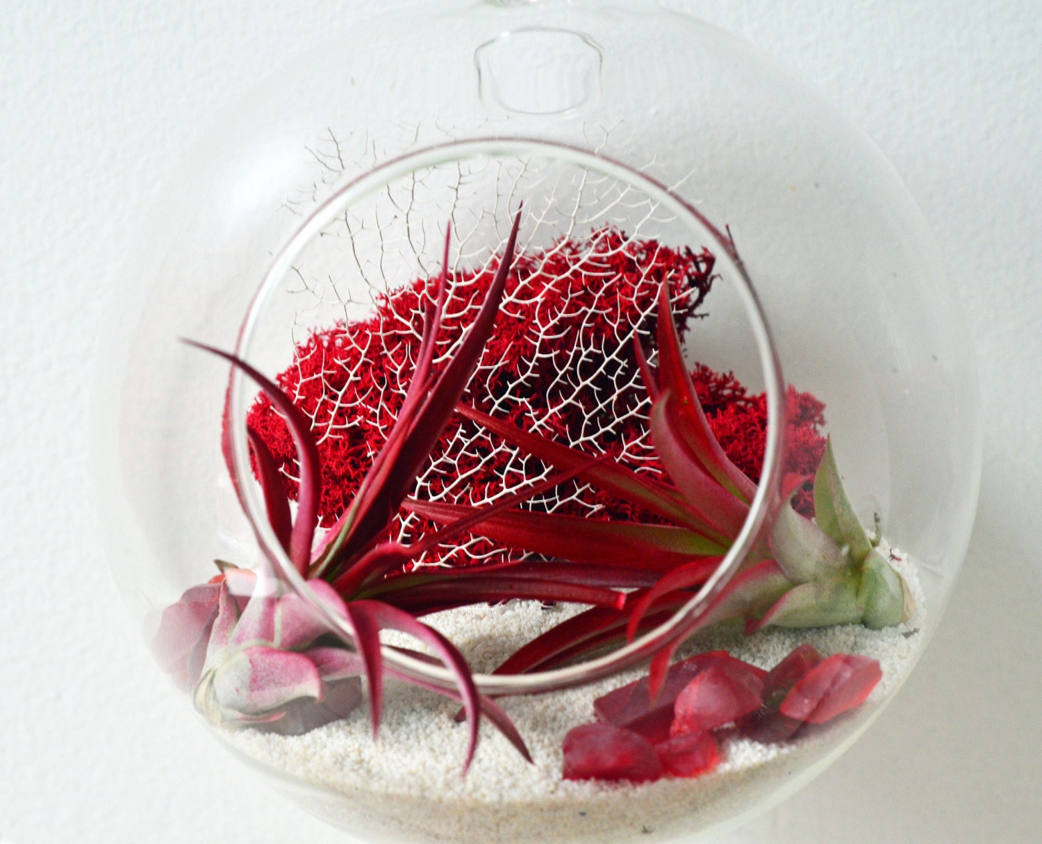 Air Plant Terrarium Large - Hanging Glass Orb - red reindeer moss - white sand /sea fan - sea glass - Home and Garden