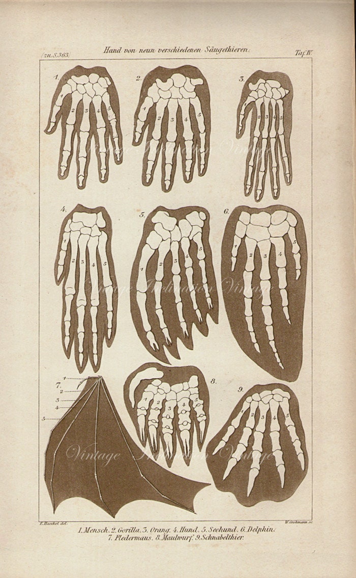 1852 Antique Print, ANATOMY OF HANDS including Bat Wing, Chart bats, color engraving wall art vintage illustration animals