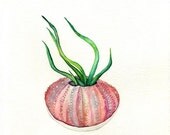 Air Plant / Coral Sea Urchin / watercolor print / sea / ocean life/ Archival Print - kellybermudez
