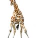 A2 Original Painting of a Baby Giraffe - "Knobbly Knees"