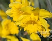 Flower Photography, Nature Photography, Yellow Daffodils, Spring Blossoms, Yellow, Bright, Spring Art, Gifts for Mom, home decor, 8x12 print