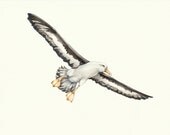 Albatross - original watercolour wildlife study