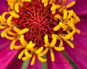 Flower Photograph, Hot Pink Yellow Zinnia, Macro Close-up Floral Nature Print, Modern Nursery Spring Decor, 5x7 Vibrant Fine Art Photography