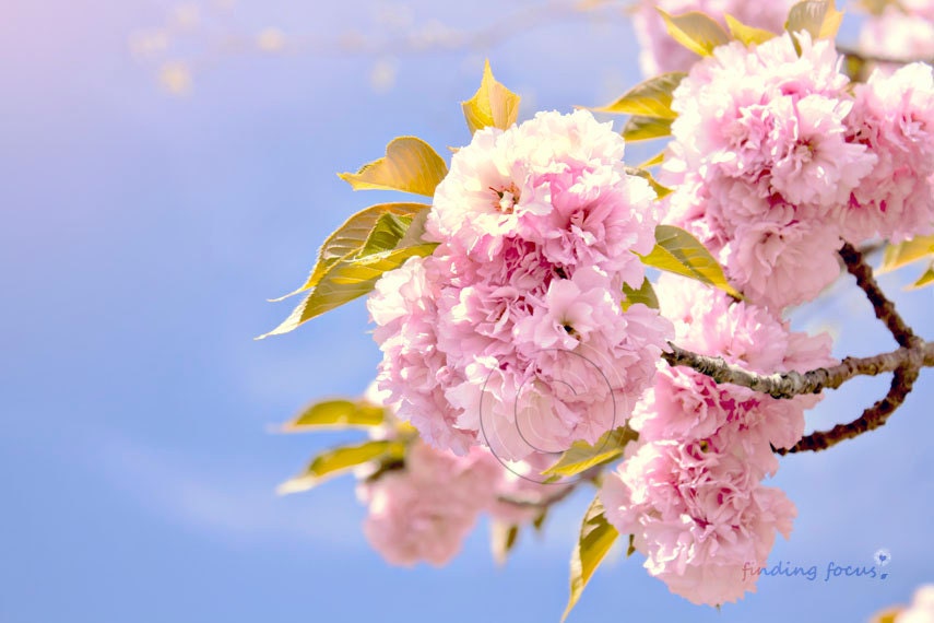 Cherry Blossom Tree Photography, Pale Pink Double Blooms Pastel Blue, Spring Nature Floral Shabby Chic Romantic Decor, 8x12 Photograph Print