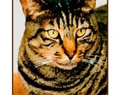 Cats Are Love-5 x 7 Art Card For Cat Lovers - Premium Matte, Card - Rich Colors, All Occasion Feline Appreciation Card